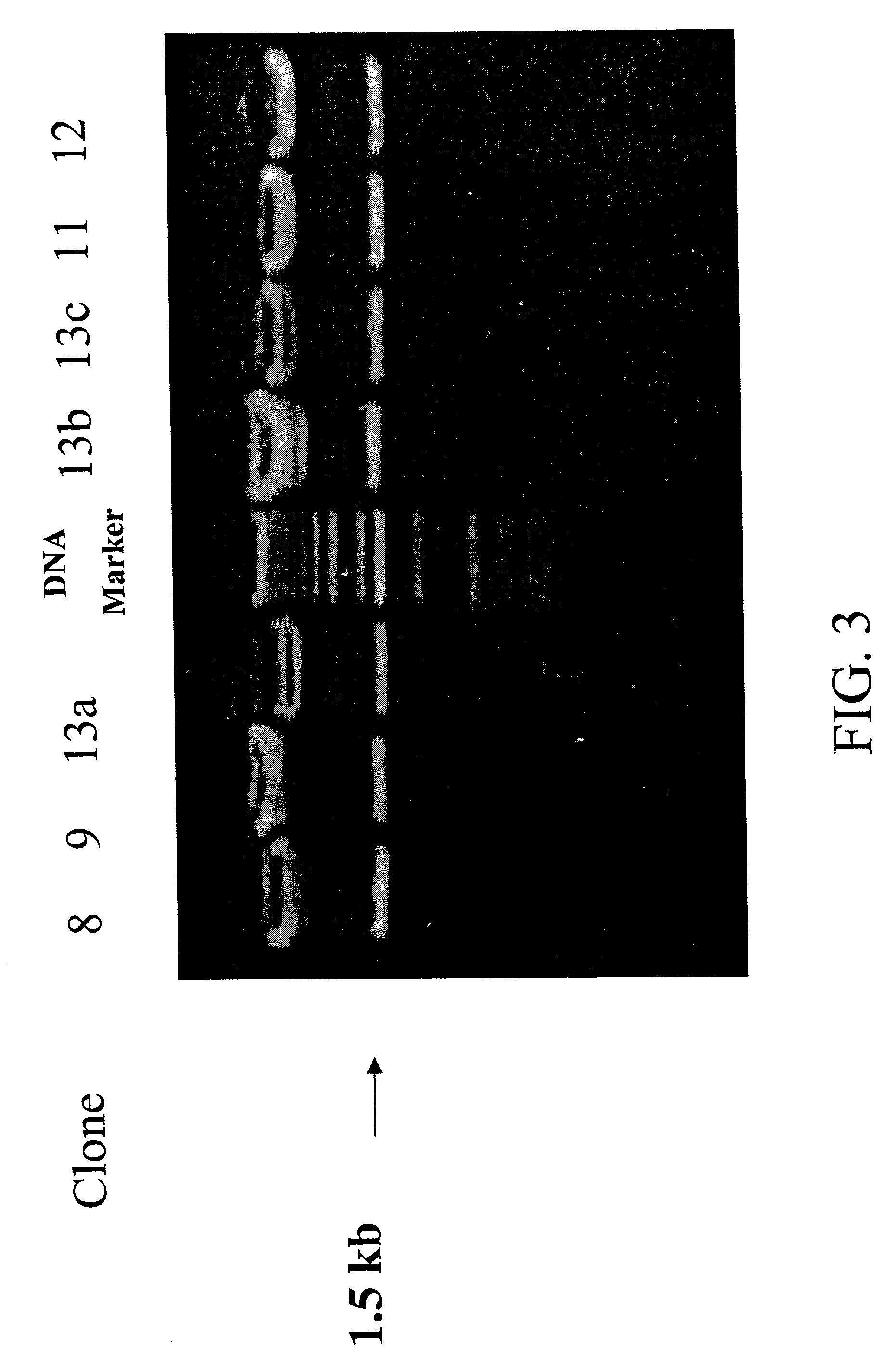 Intrinsically fluorescent, self-multimerizing MHC fusion proteins and complexes thereof