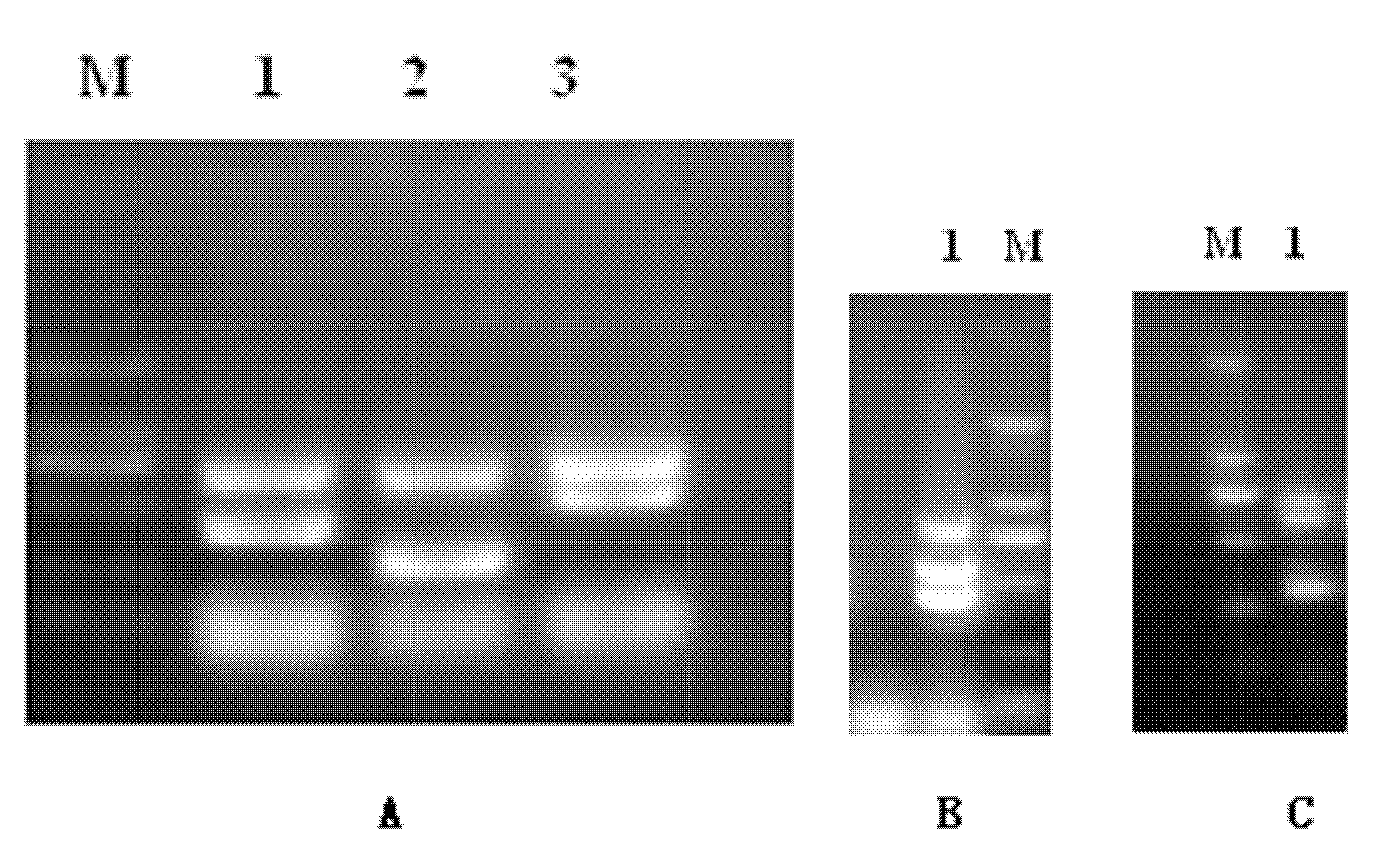 Multiple PCR detection kit for virulence factors of streptococcus suis and detection method thereof