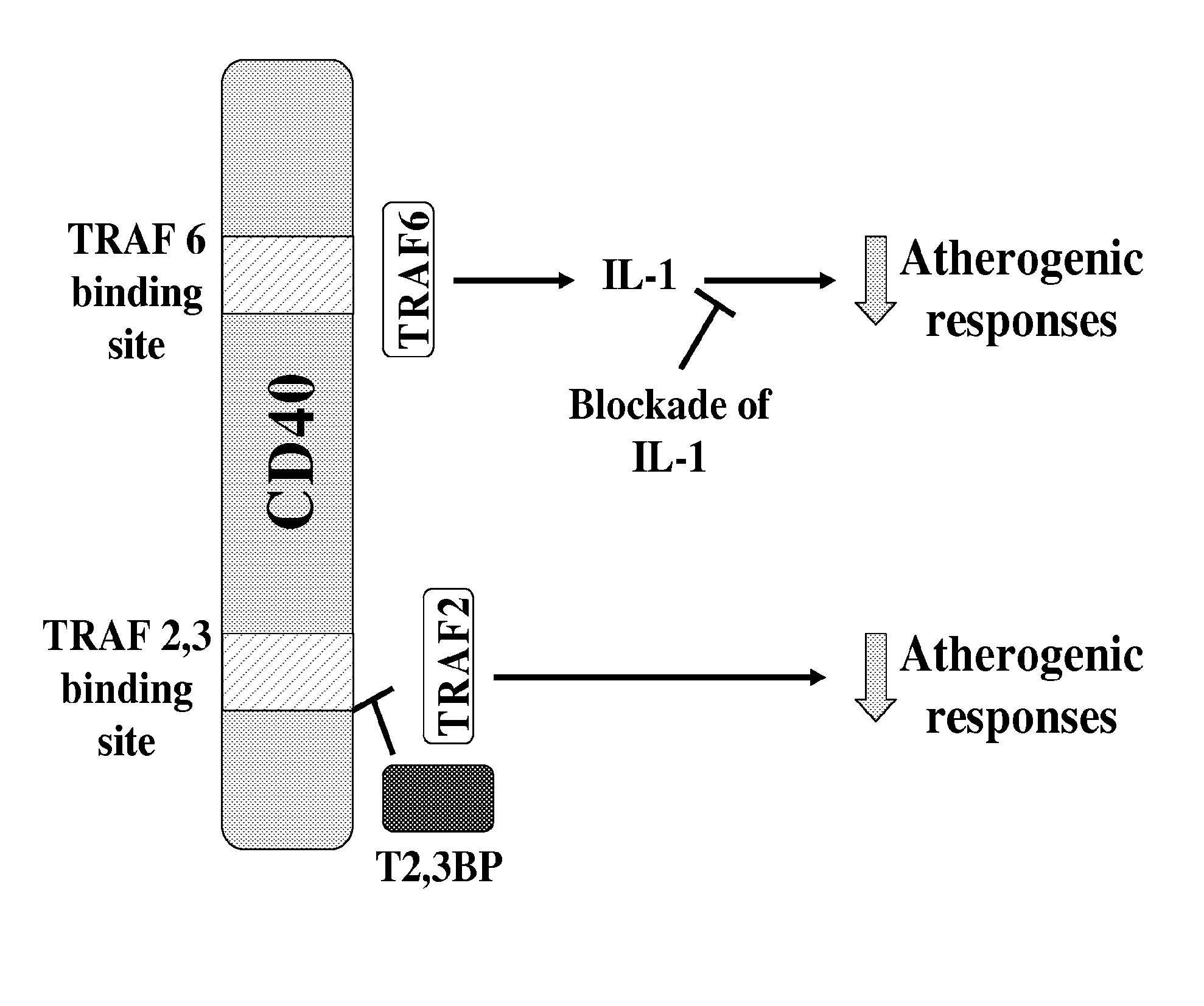 Method of treating cd40-mediated diseases