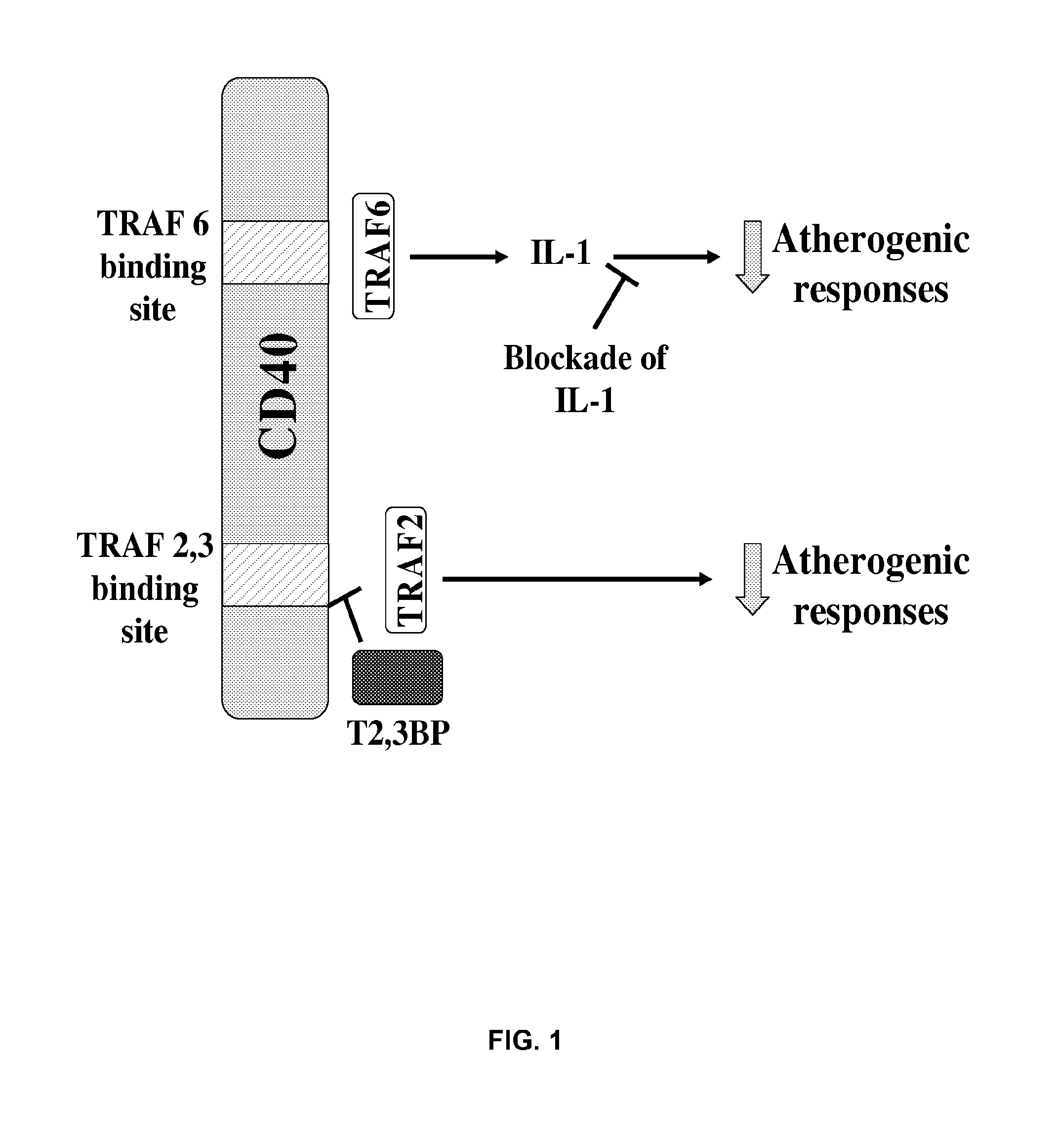 Method of treating cd40-mediated diseases