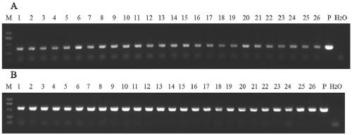 Application of wheat stripe rust pstg_06025 gene in stripe rust control and cultivation method of stripe rust-resistant wheat