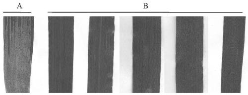 Application of wheat stripe rust pstg_06025 gene in stripe rust control and cultivation method of stripe rust-resistant wheat