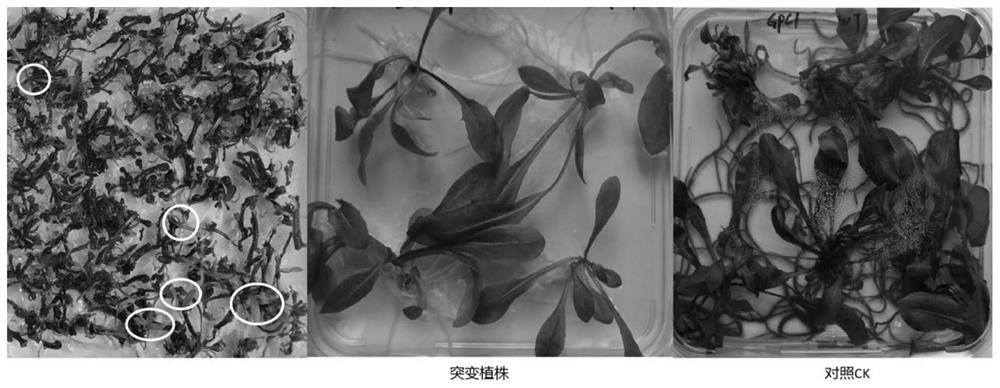 Method for site-specific mutagenesis of taraxacum kok-saghyz or dandelion genes by using CRISPR/Cas9 system