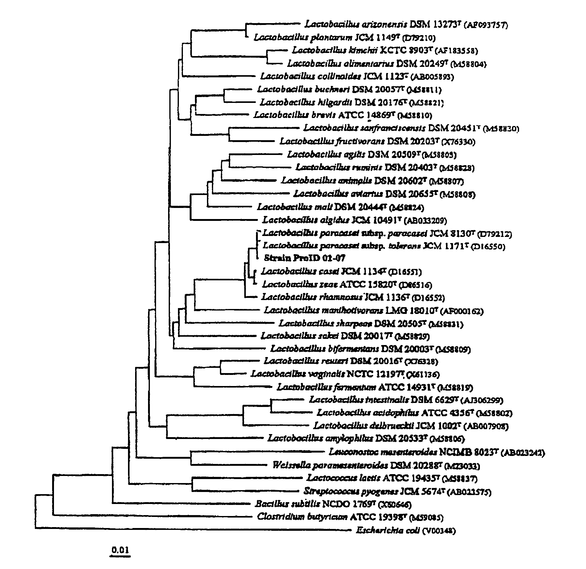 <i>Lactobacillus </i>sp. strain and use thereof