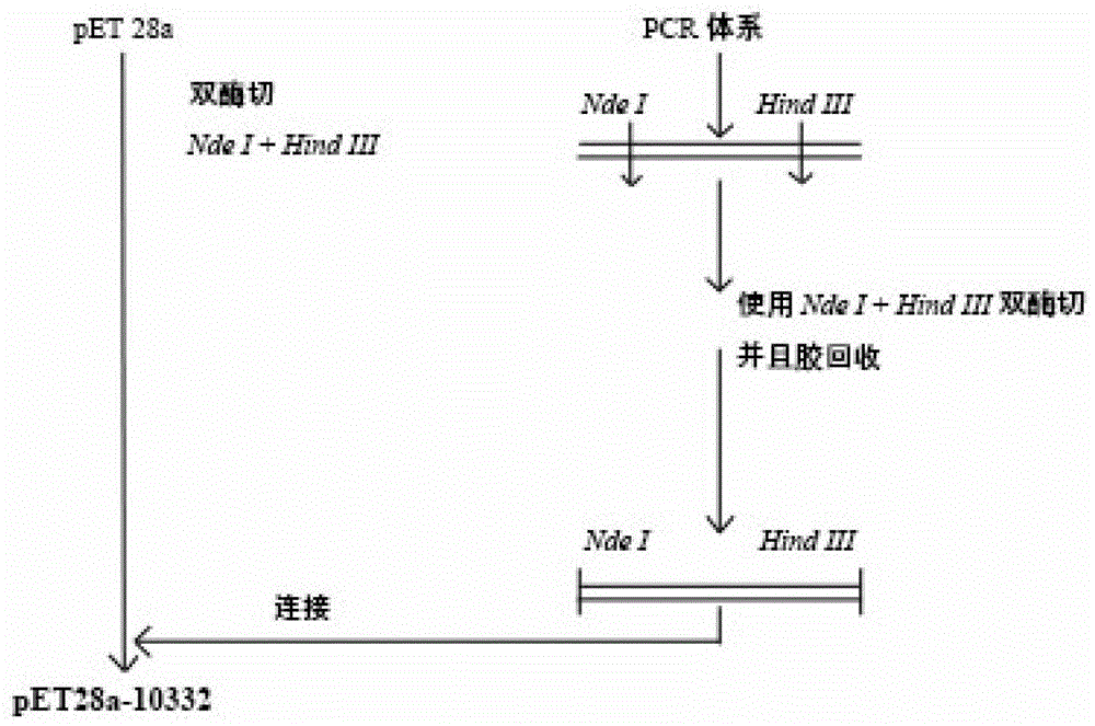 Thermophilic esterase and application thereof in degradation of PAEs (Phthalic Acid Esters)