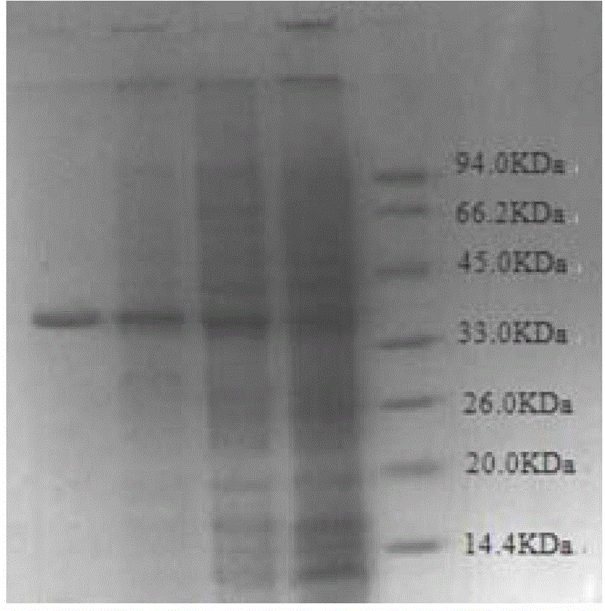 Thermophilic esterase and application thereof in degradation of PAEs (Phthalic Acid Esters)