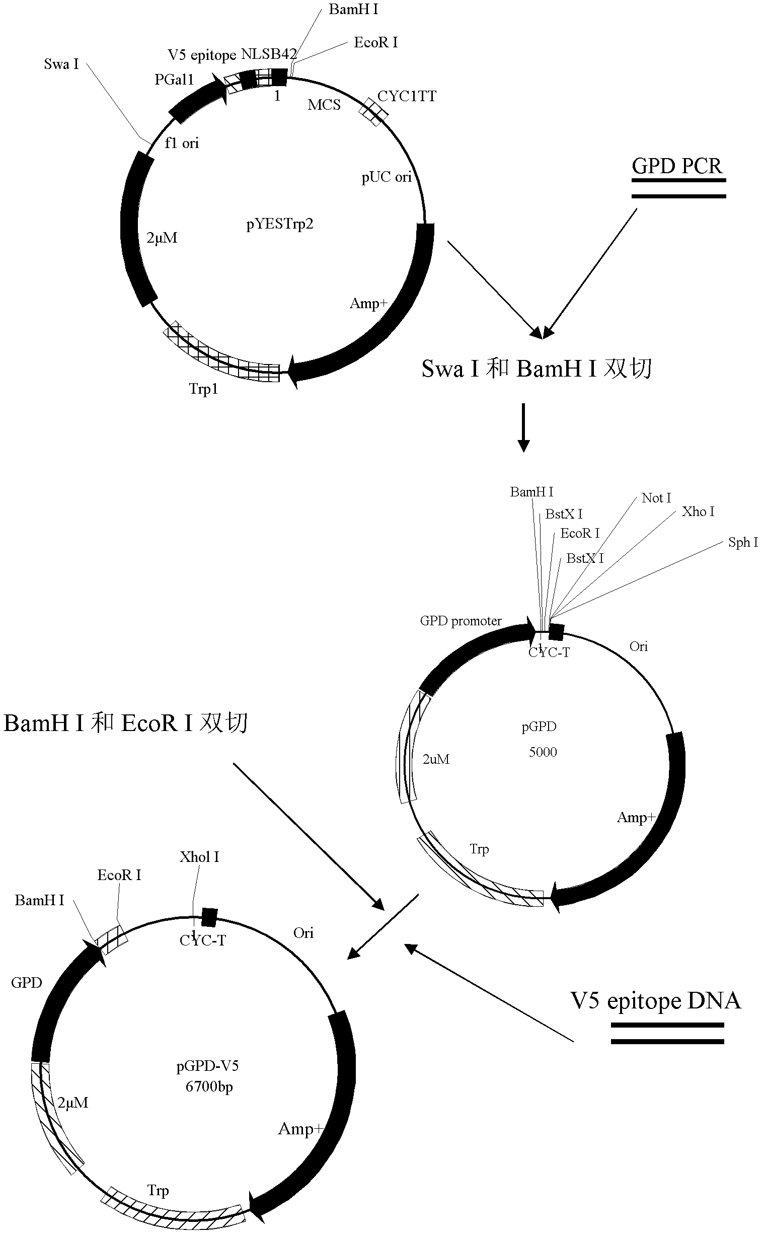 V5 epitope fusion yeast expression vector and construction method thereof