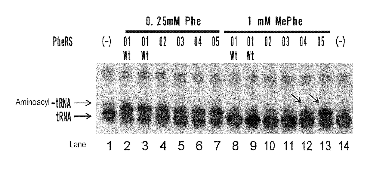 MODIFIED AMINOACYL-tRNA SYNTHETASE AND USE THEREOF