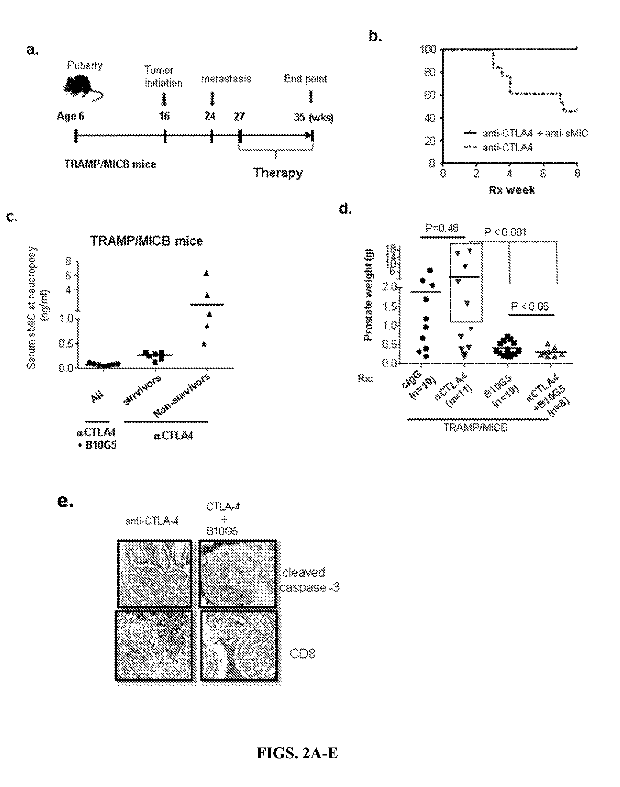 Methods and compositions for the treatment of cancer combining an Anti-smic antibody and immune checkpoint inhibitors