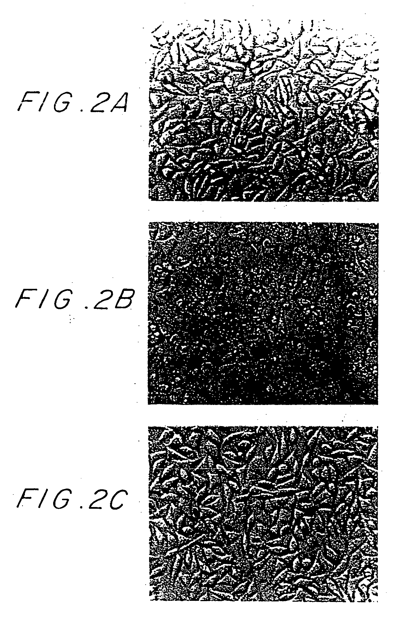 DNA encoding tumor necrosis factor inhibitory protein and its use