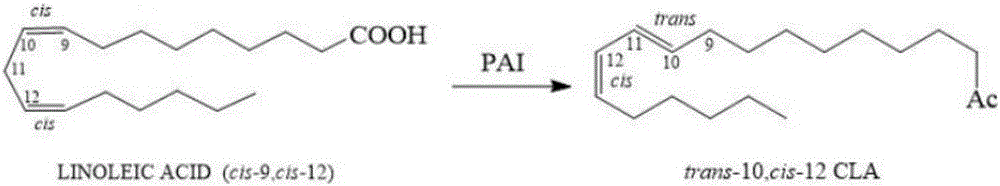 Linoleate isomerase mutant and application thereof