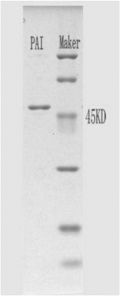 Linoleate isomerase mutant and application thereof