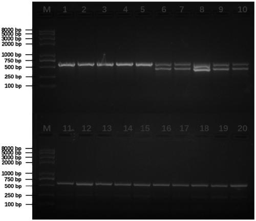 Ring-necked pheasant early sex determination method based on PCR technology