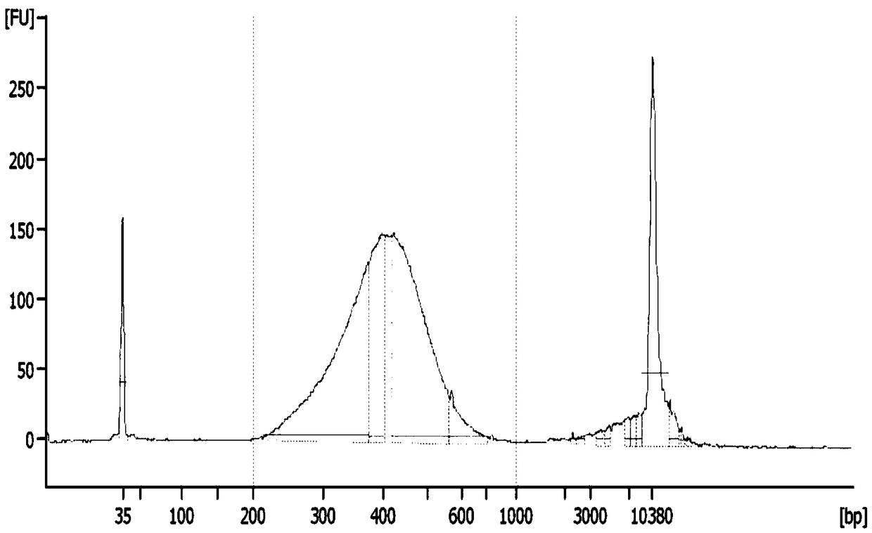 Method for constructing chain specific RNA library and application