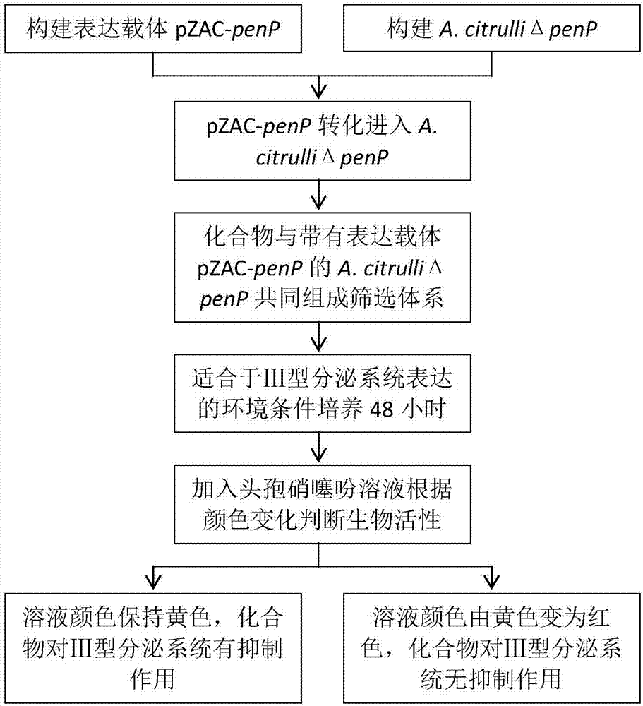 Report system applied to plant pathogenic bacterium type III secretion system, and application thereof