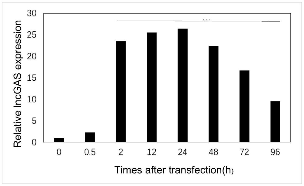 Targeted cell-penetrating peptide for enhancing radiotherapy sensitivity of cervical cancer, modified nanoparticle compound and pharmaceutical application