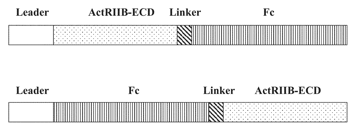 Novel Hybrid ActRIIB Ligand Trap Proteins For Treating Muscle Wasting Diseases