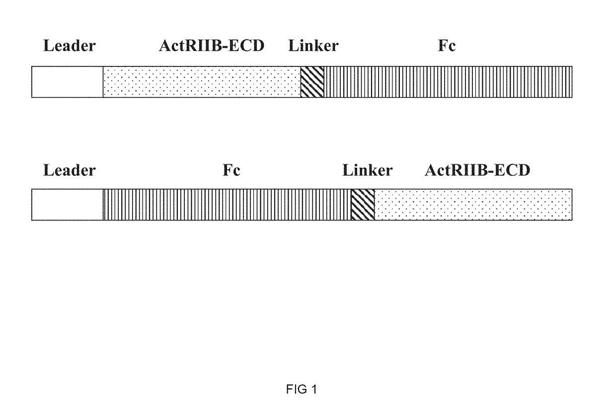 Novel Hybrid ActRIIB Ligand Trap Proteins For Treating Muscle Wasting Diseases