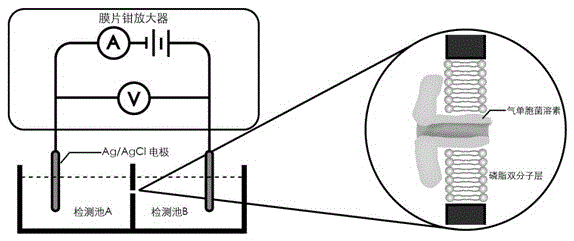 Telomere length detecting method based on biological nano channel of aerolysin