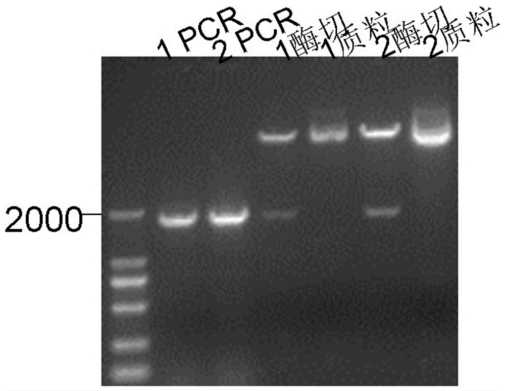 Method of preparing porcine parvovirus virus-like particle subunit vaccine by using Escherichia coli expression system and application of method