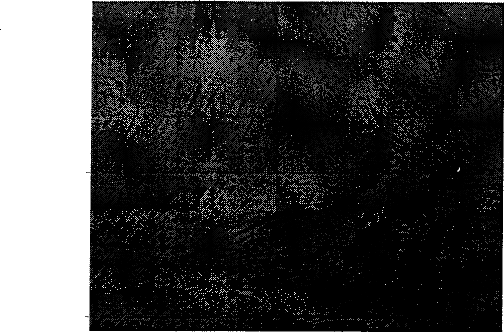 Method for amplifying in vitro mesenchymal stem cells