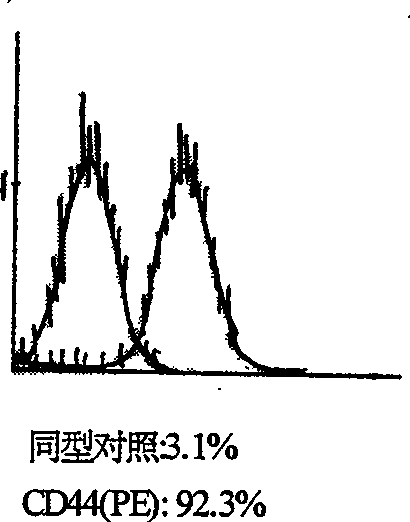 Method for amplifying in vitro mesenchymal stem cells