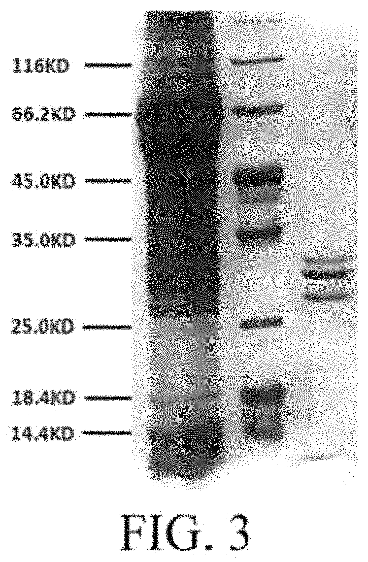 Method for preparing foot-and-mouth disease vaccines