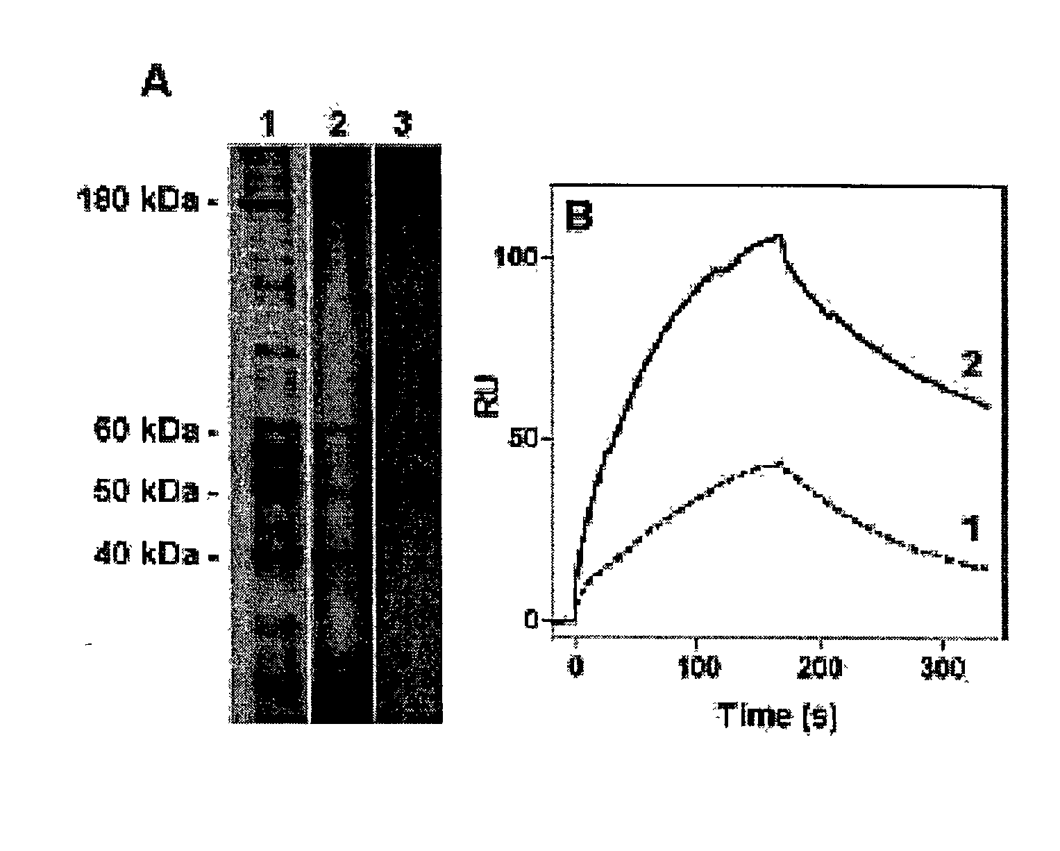 Lipoprotein receptor