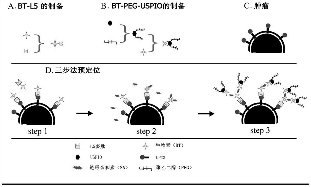 Magnetic resonance molecular probe for detecting early hepatocellular carcinoma