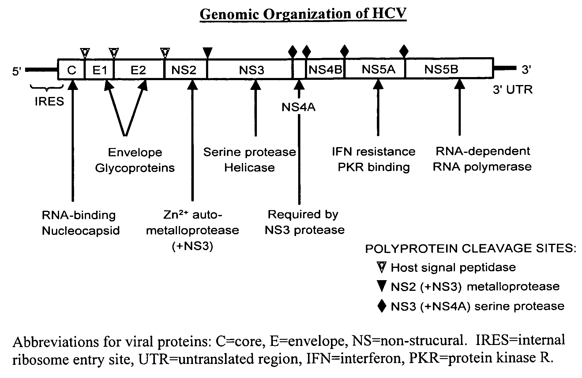 Compositions and methods for determining susceptibility of hepatitis C virus to anti-viral drugs