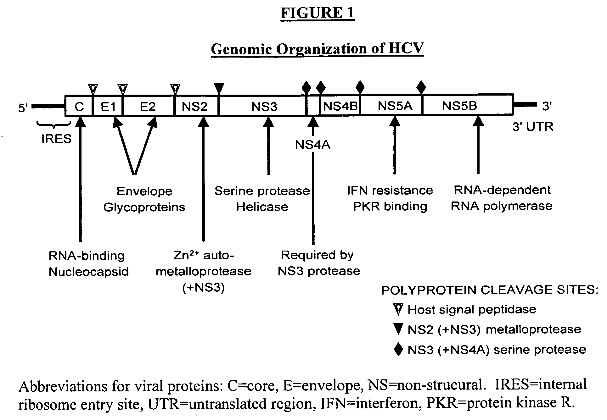 Compositions and methods for determining susceptibility of hepatitis C virus to anti-viral drugs