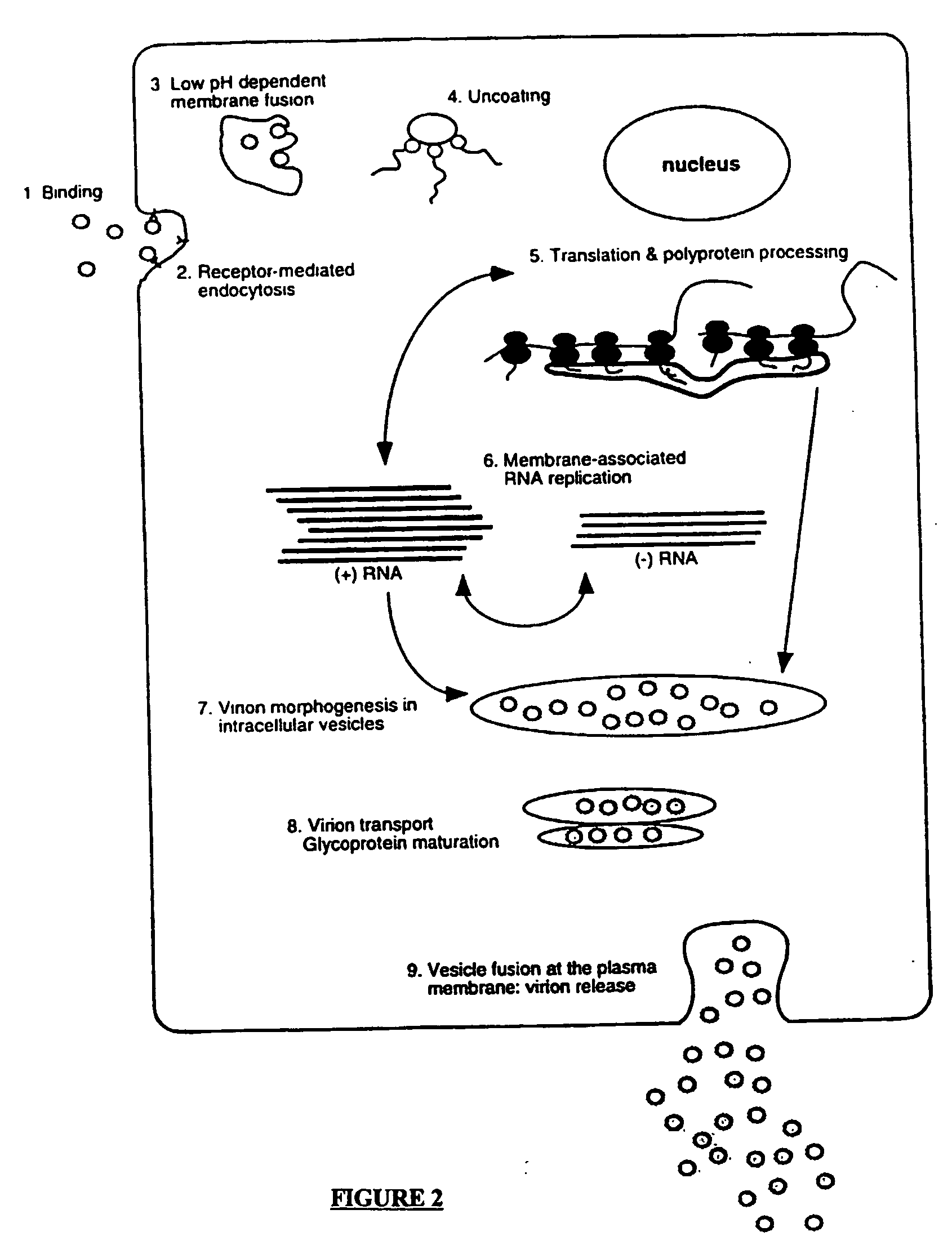 Compositions and methods for determining susceptibility of hepatitis C virus to anti-viral drugs