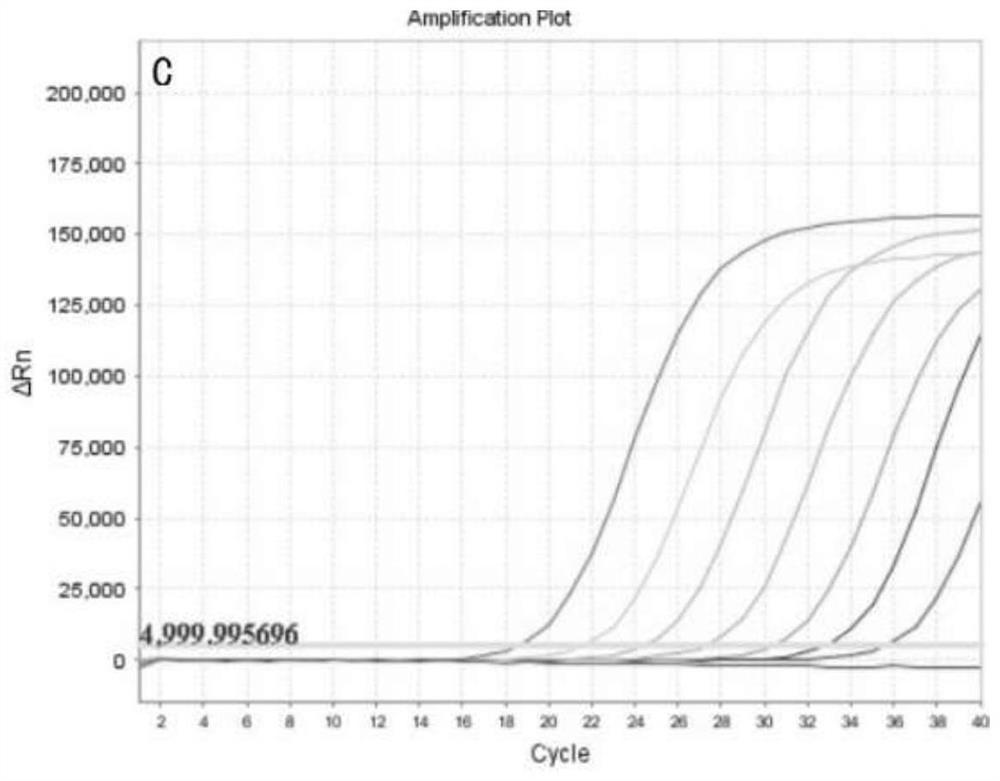 Freeze-dried novel coronavirus fluorescent PCR detection kit and preparation method thereof