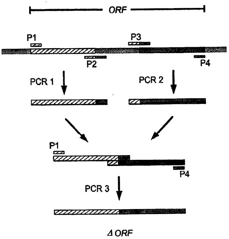 Production process for amino acids of the aspartate family using microorganisms