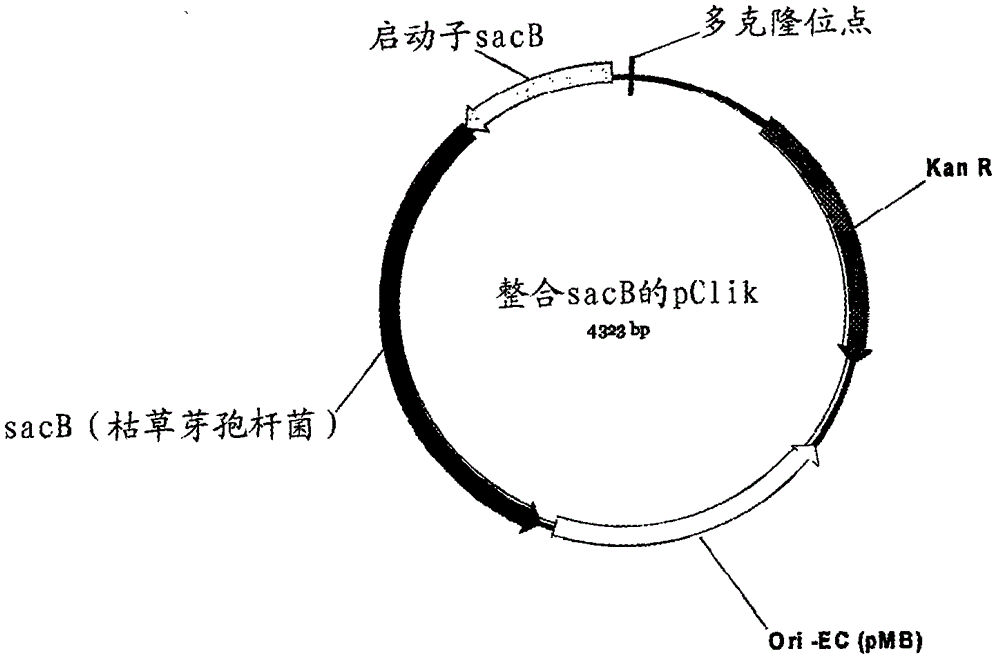 Production process for amino acids of the aspartate family using microorganisms