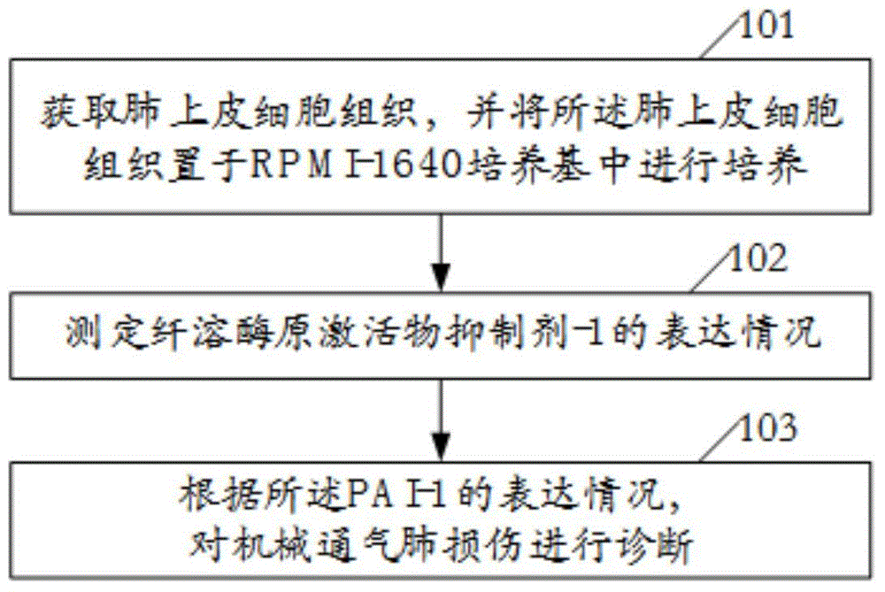 Early diagnosis method of ventilator-induced lung injury