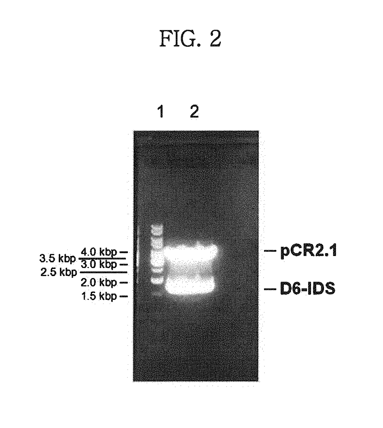 Iduronate-2-sulfatase and use thereof