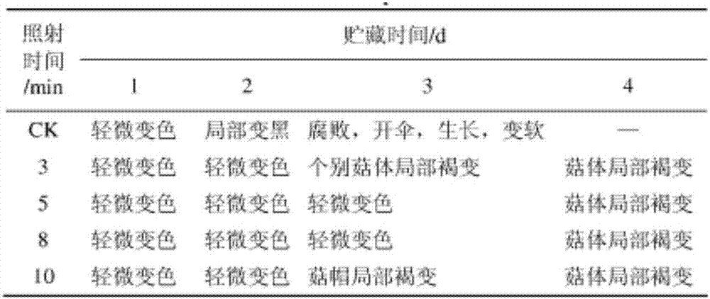 Operation process for preservation of drumstick mushrooms