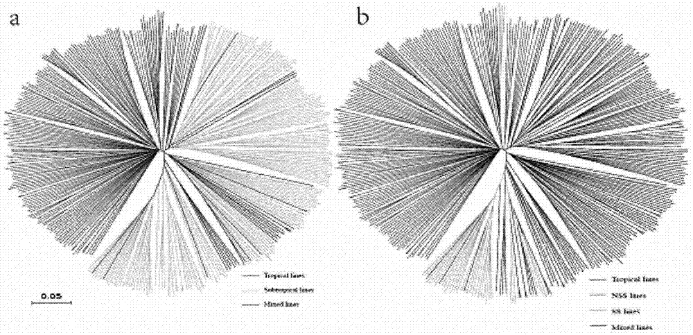 Corn whole genome SNP chip and application thereof