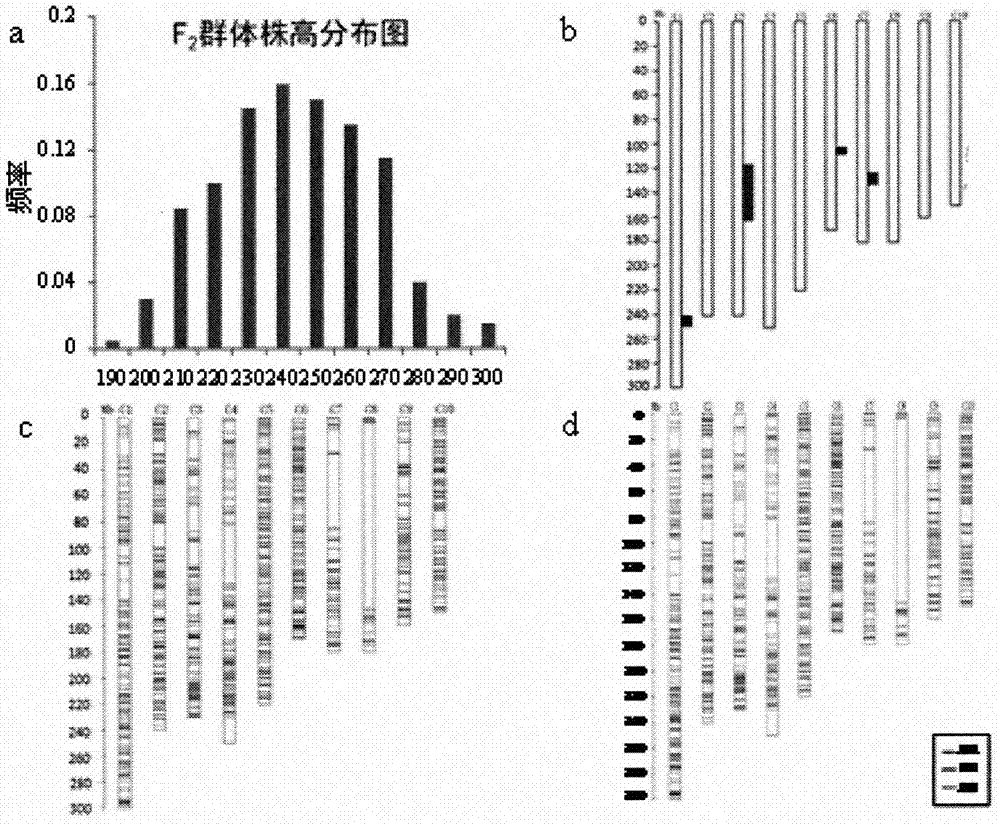 Corn whole genome SNP chip and application thereof