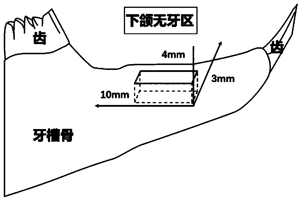 Preparation method and application of rabbit alveolar bone defect model