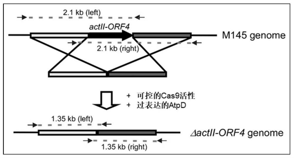 A method for enhancing the gene editing efficiency of actinomycetes and its application