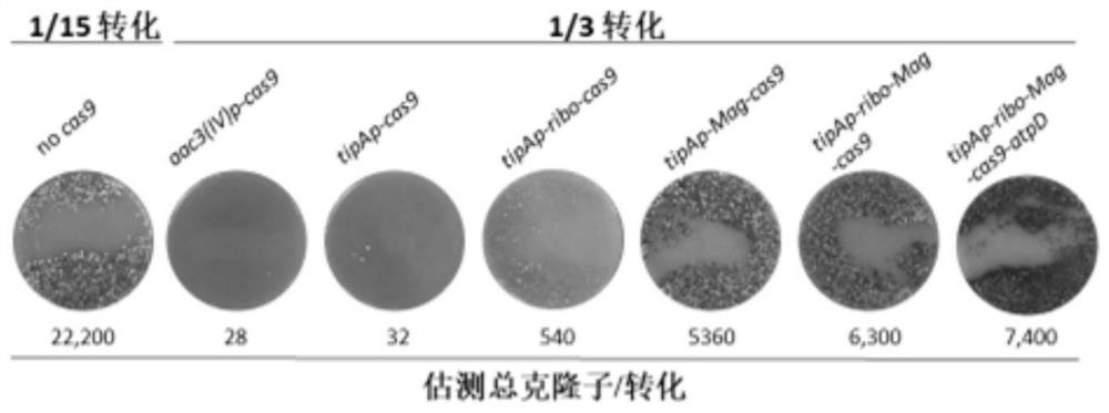 A method for enhancing the gene editing efficiency of actinomycetes and its application