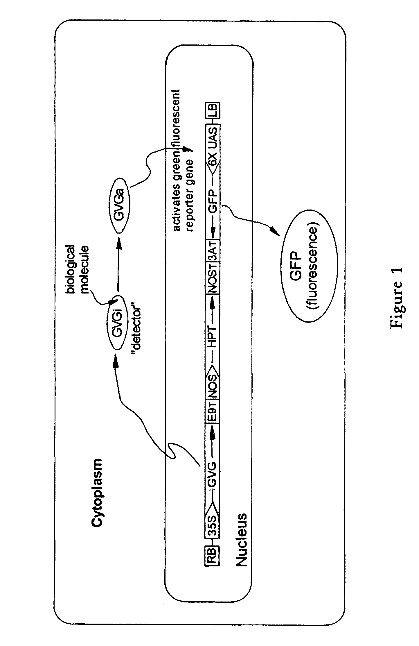 Methods for screening for genes and small molecules that activate mammalian receptor proteins