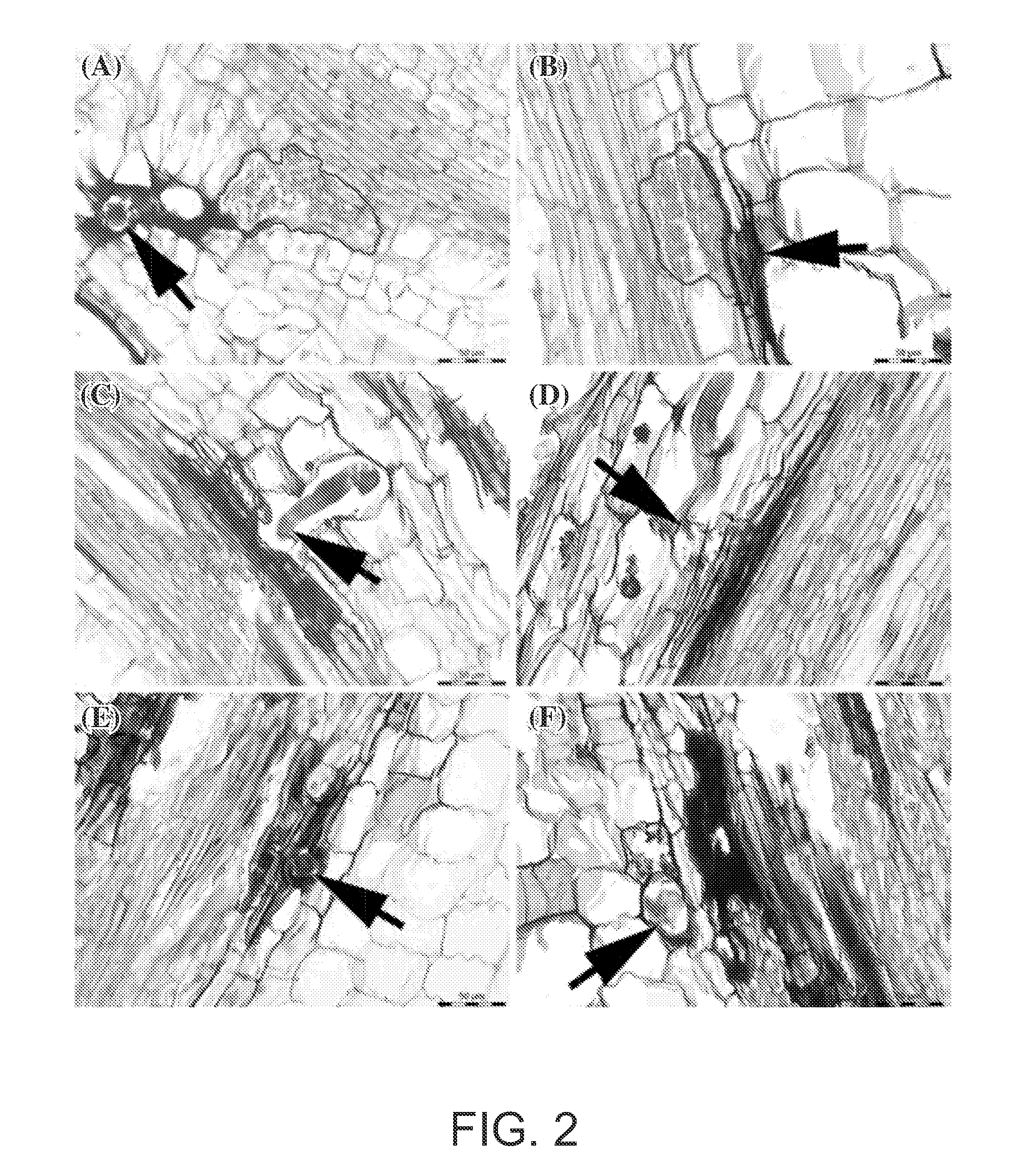 System and method for cell-type specific comparative analyses of different genotypes to identify resistance genes