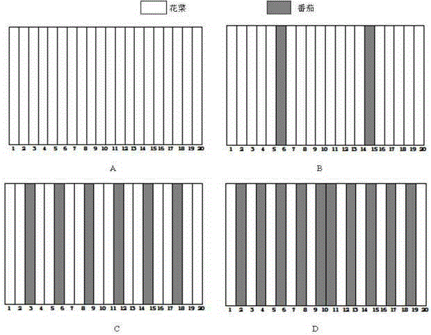 Tomato intercropping method for improving income-guaranteeing and insect pest controlling functions of brassica oleracea field