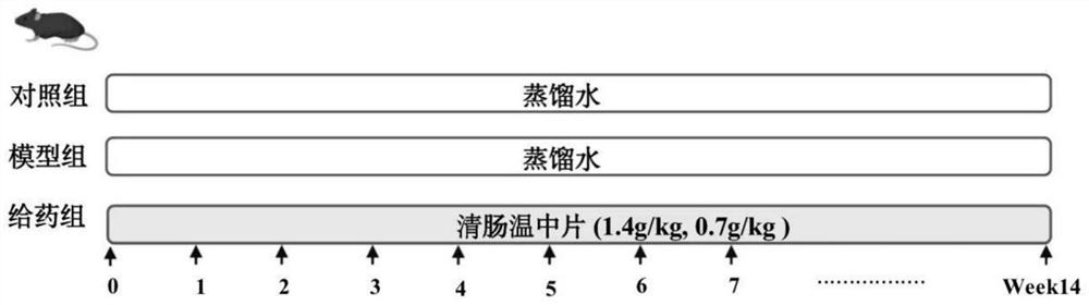 Application of a traditional Chinese medicine composition in the preparation of drugs for preventing and treating gastrointestinal tumors