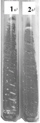 Compound induction mutation method for high-producing strain capable of producing epsilon-poly-L-lysine at high yield