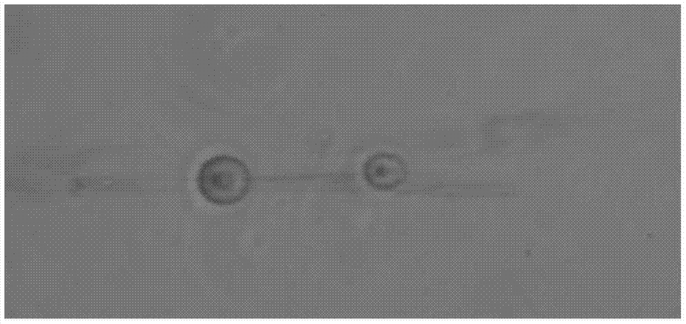 A kind of mucormycetes dk1 strain and application thereof