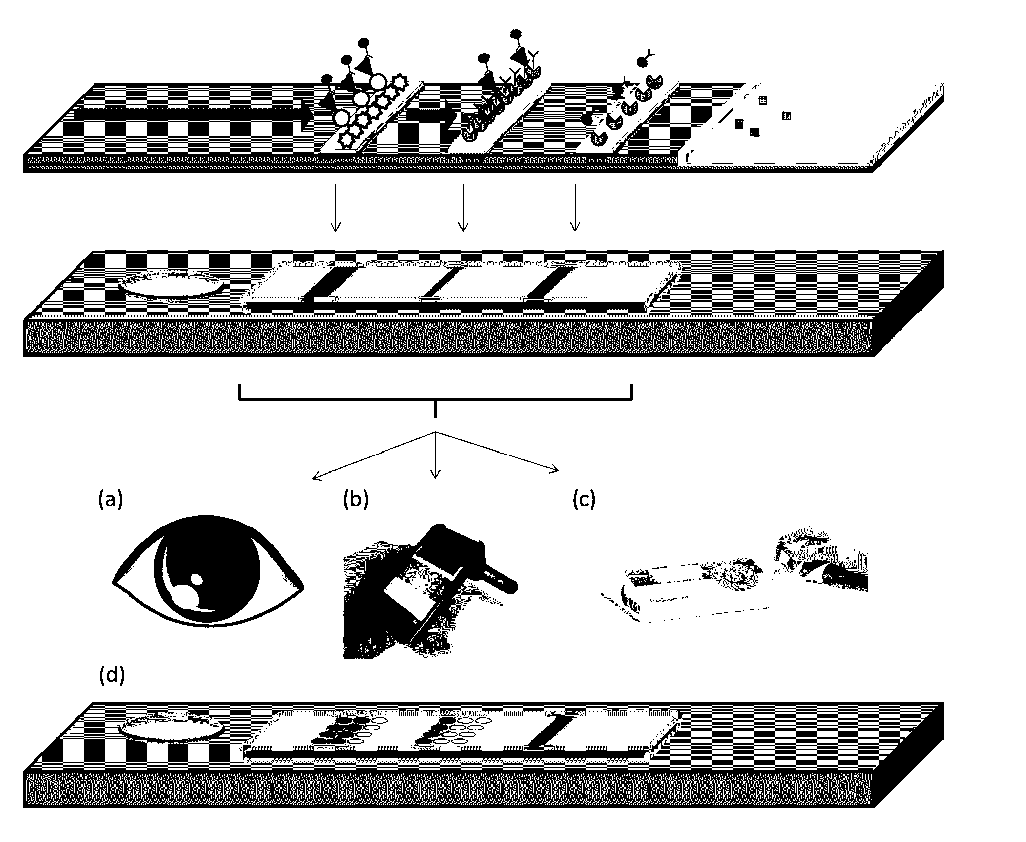 Detection of the degree of exposure to chemical warfare nerve agents and organophosphate pesticides with lateral flow assays